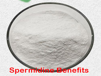 What Are The Benefits Of Spermidine Powder?